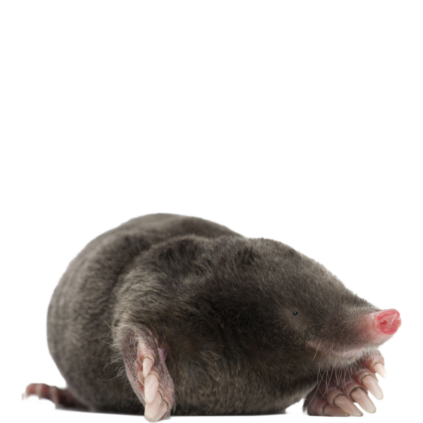 Mole PNG