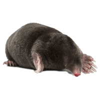 Topo PNG