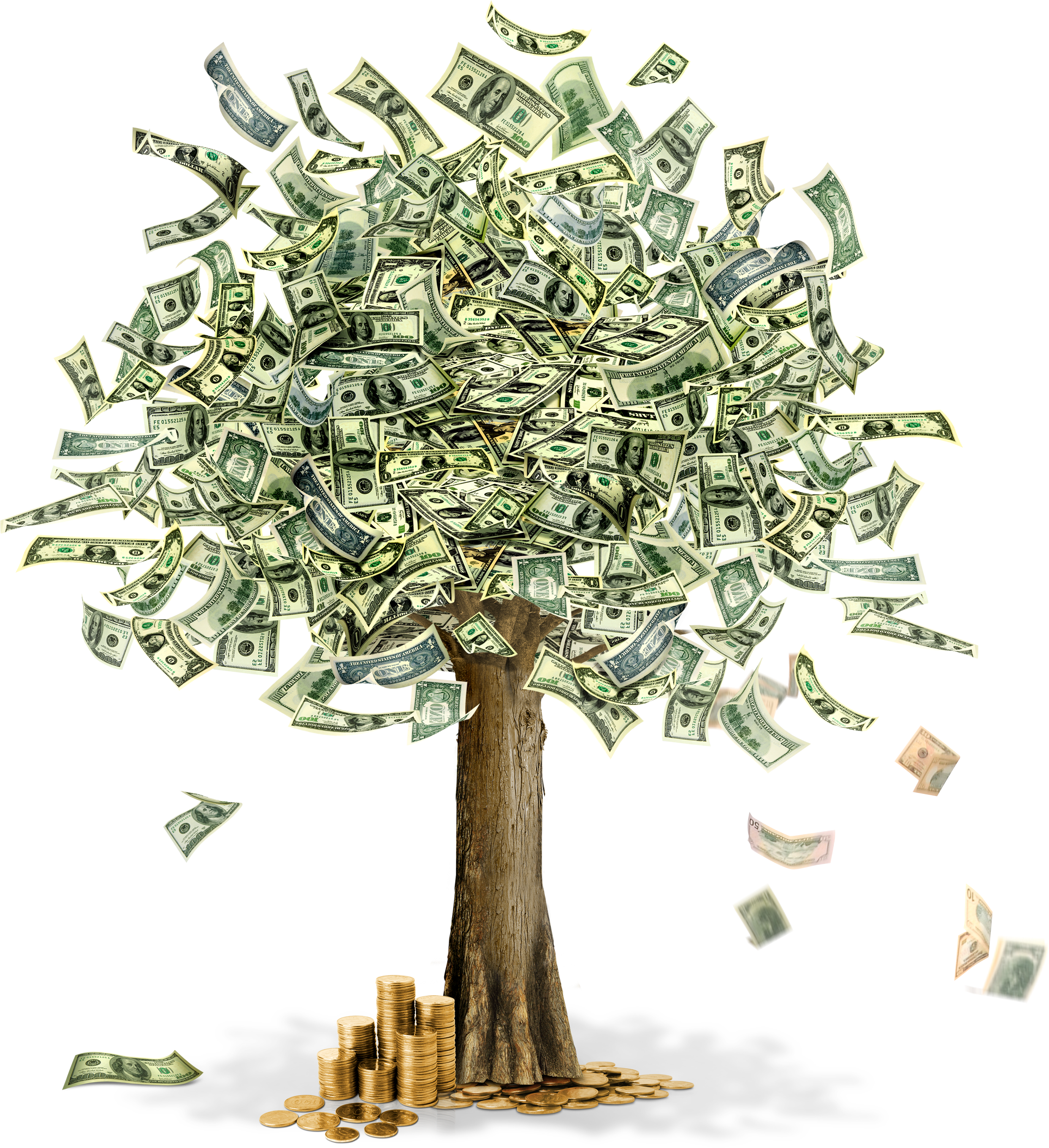 Money tree PNG image