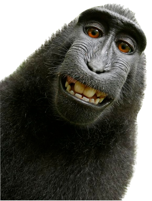 Monkey PNG