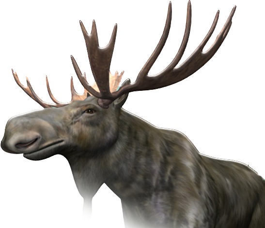 Moose PNG images