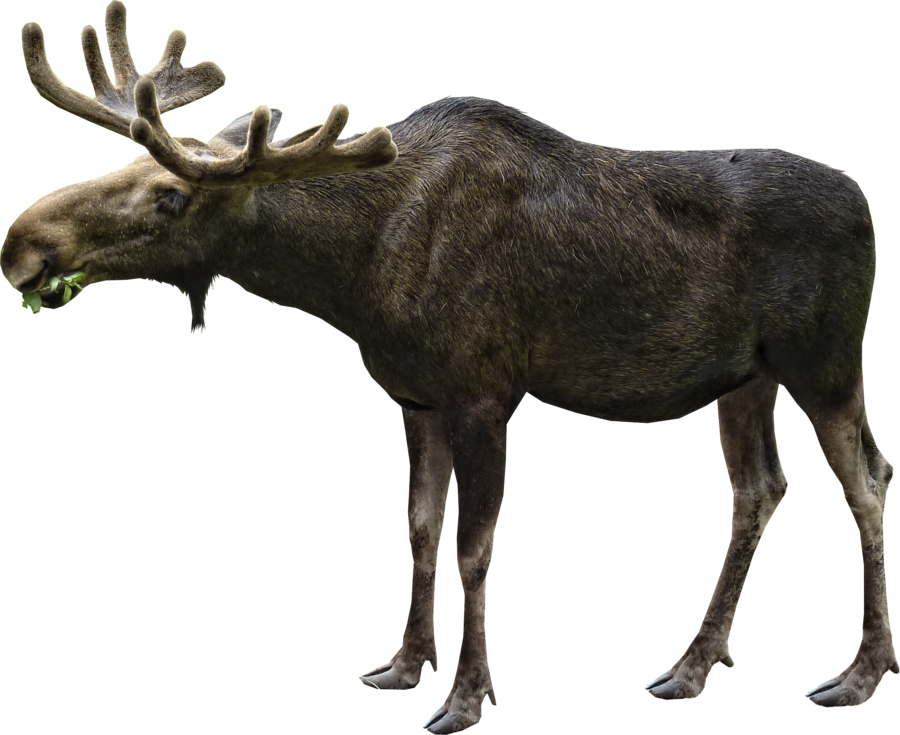 Moose PNG images