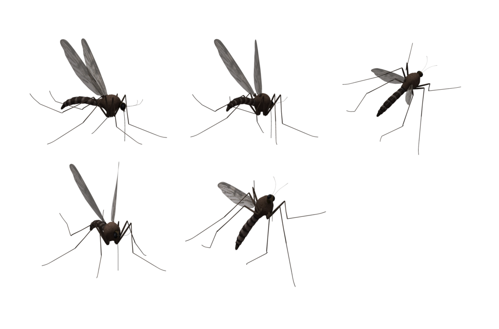 Mosquito PNG images 