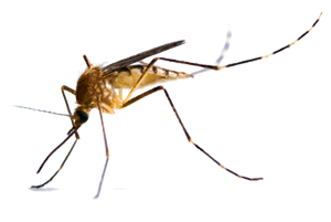 Mosquito PNG