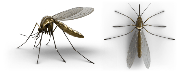 Mosquitos PNG
