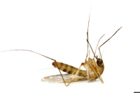 Mosquito PNG