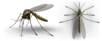 Комары PNG