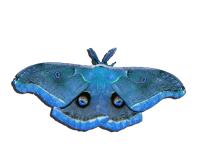 Moth PNG