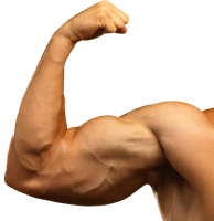 Músculo PNG