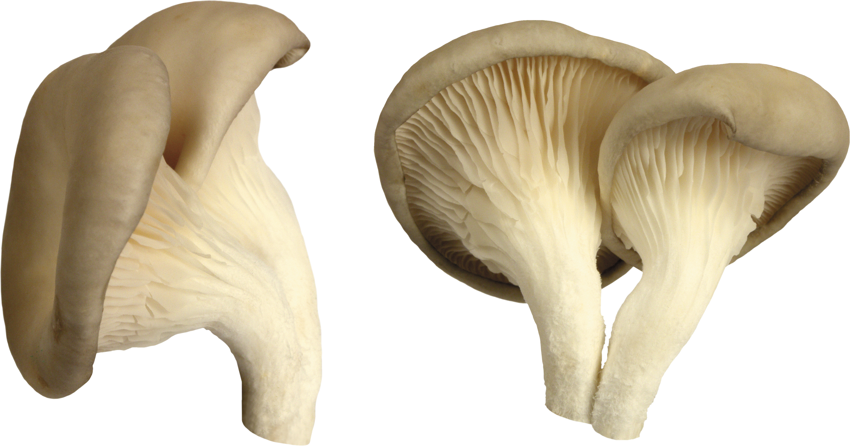 Mushroom PNG image