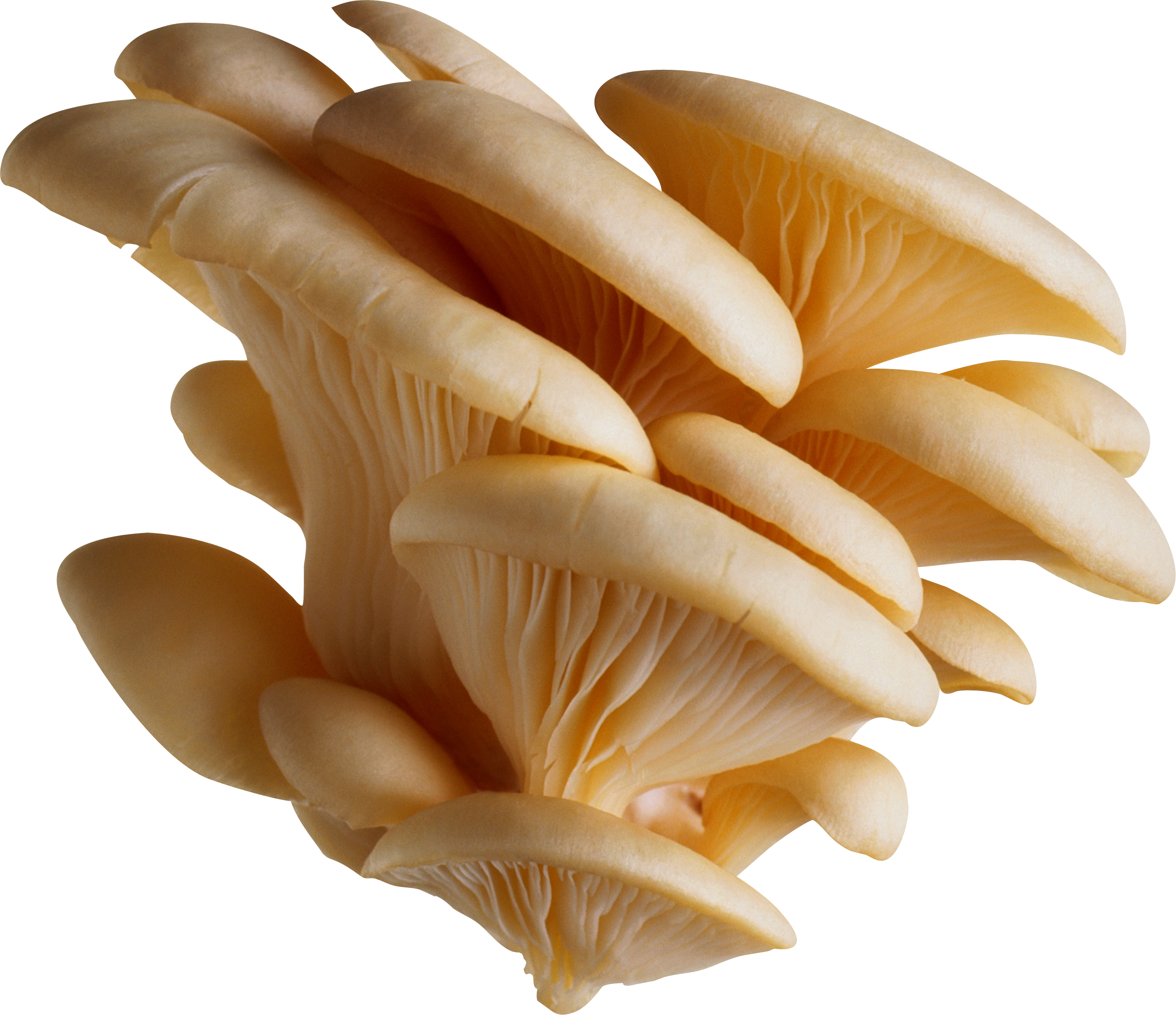 White mushrooms PNG image