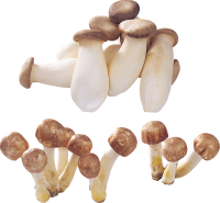 грибы PNG фото