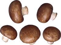 грибы PNG фото