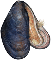 Mussel PNG