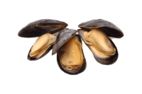 Mussel PNG