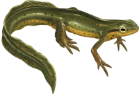 Newt PNG