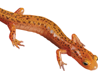 Newt PNG orange