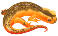 Newt PNG image