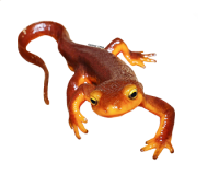 Tritón PNG