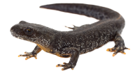 Newt PNG