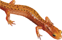 Newt PNG