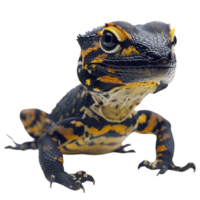 Newt PNG