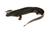 Newt PNG