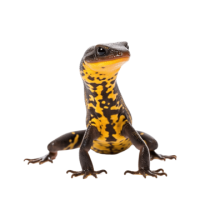 Newt PNG