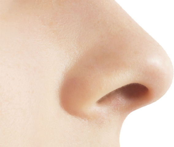 Human nose PNG