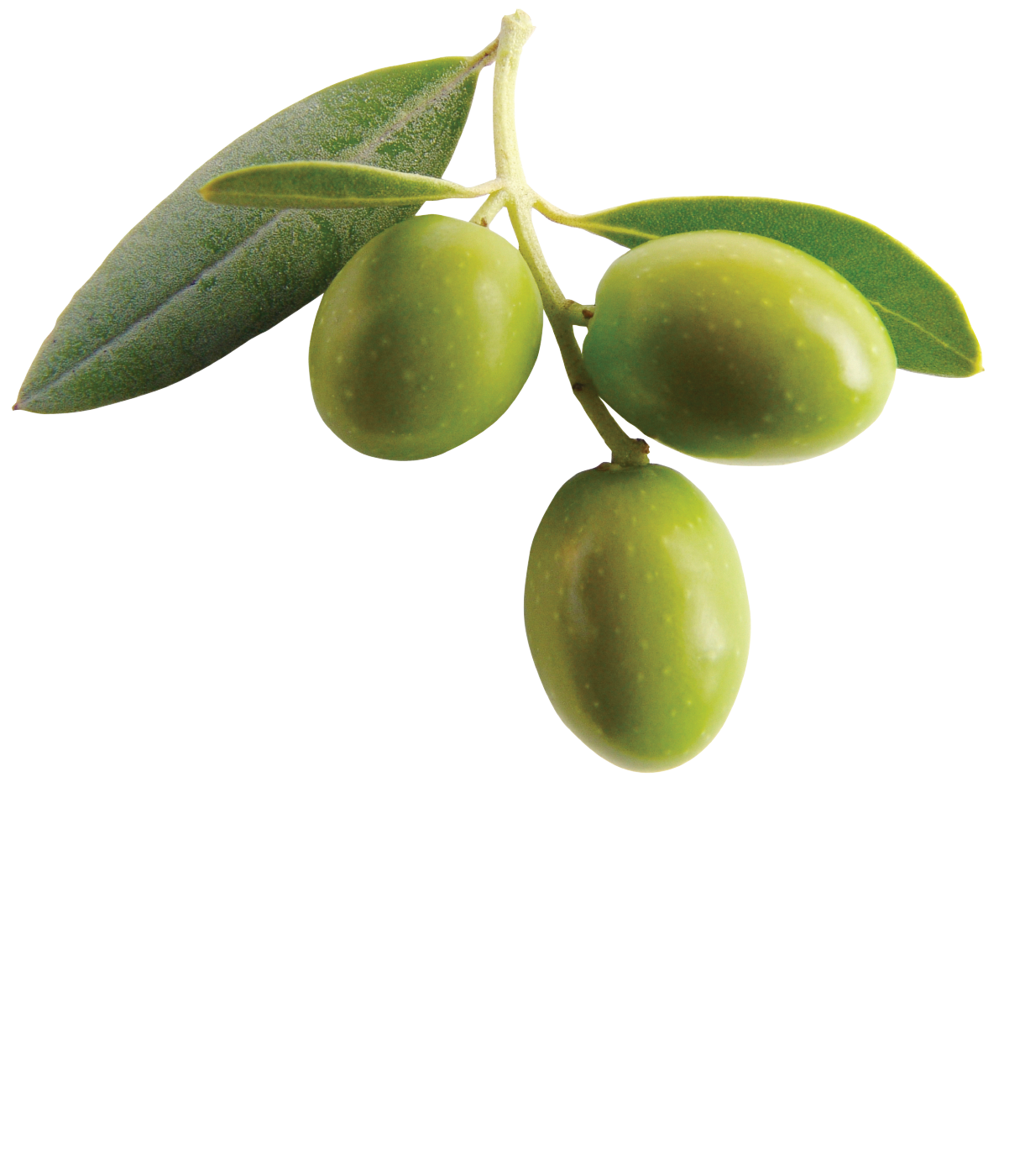 Olive PNG Olive PNG