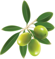 Зеленые оливки PNG