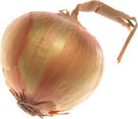 Cebolla PNG