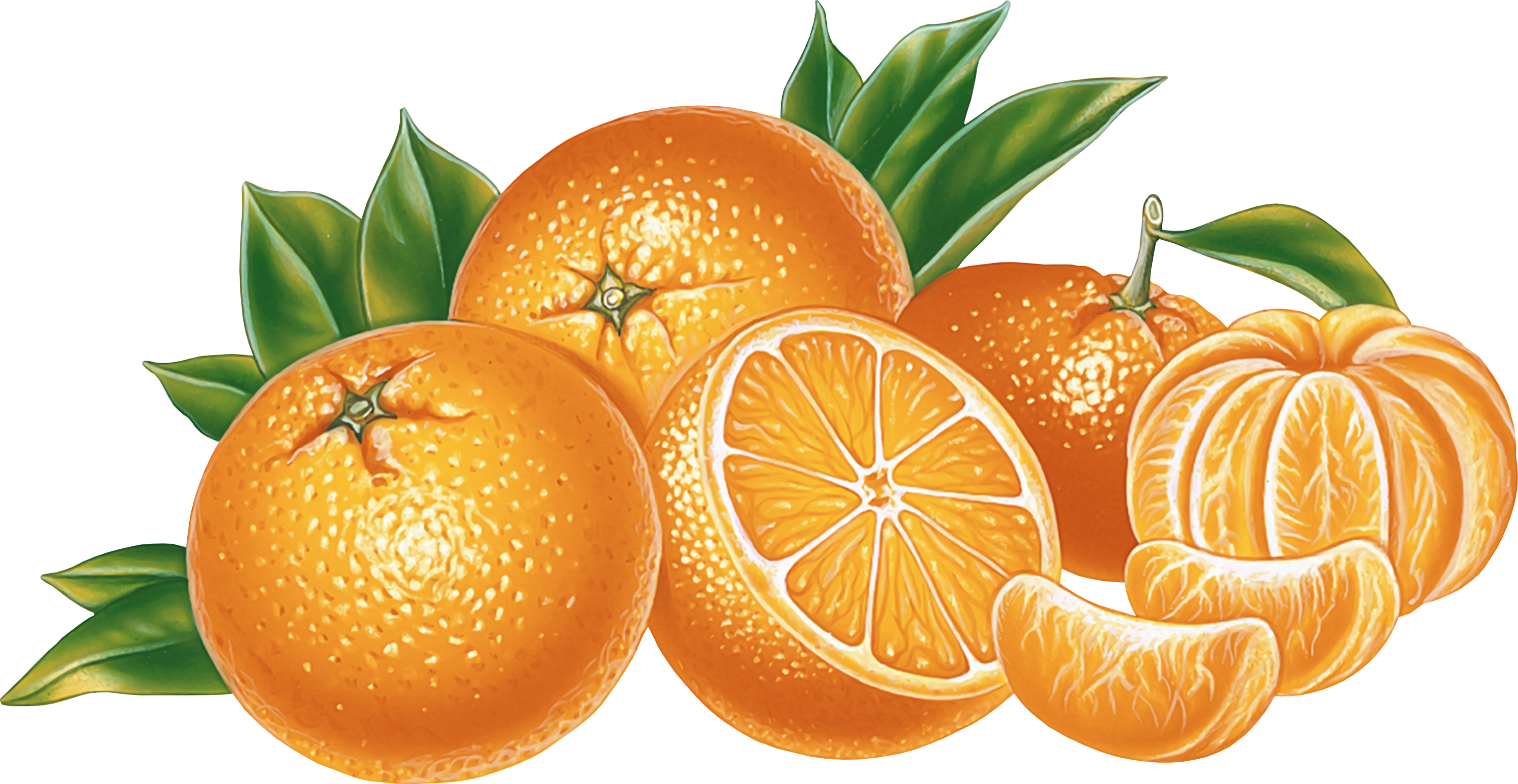 many oranges drawing PNG image