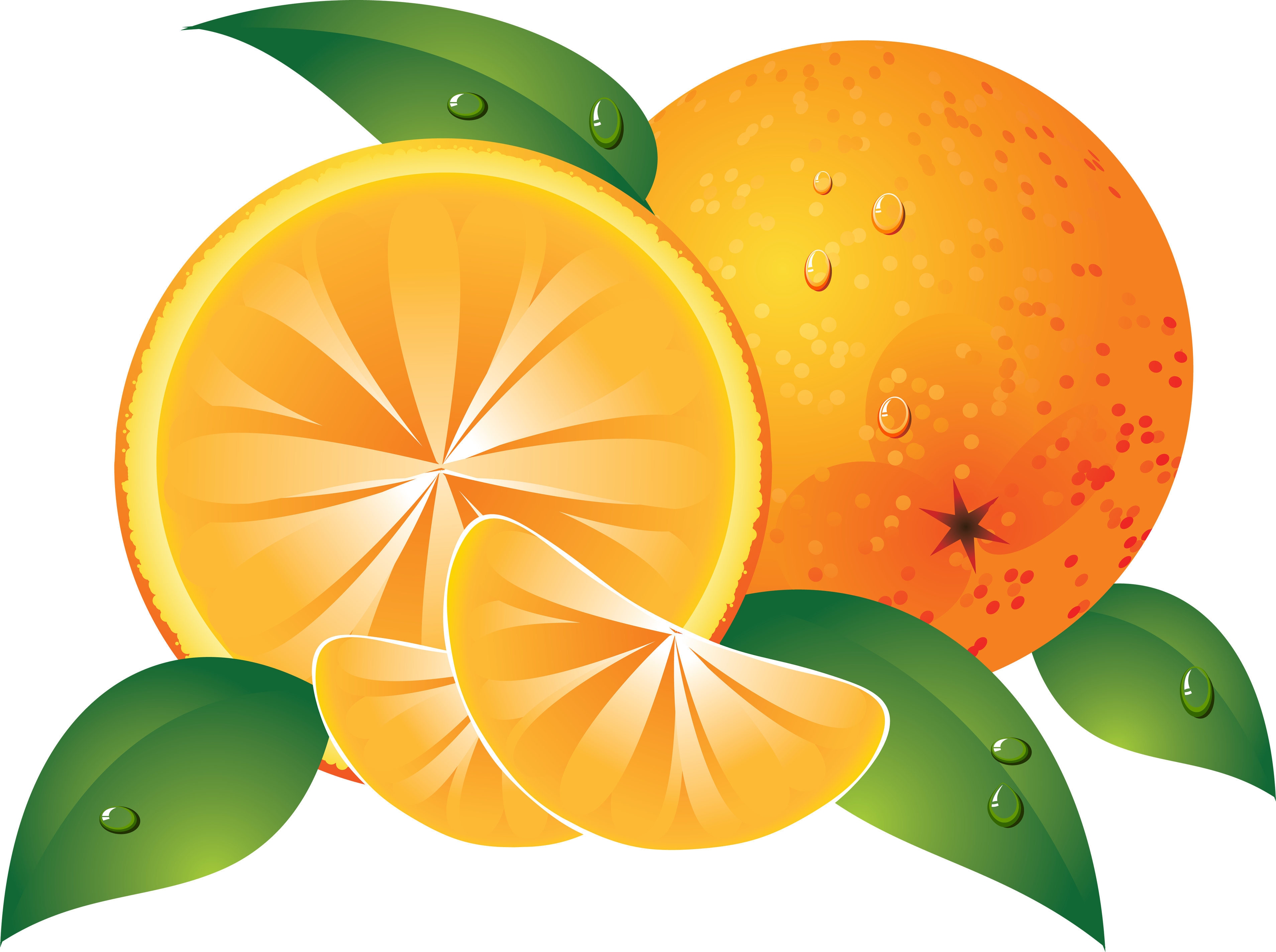 Oranges drawing PNG image