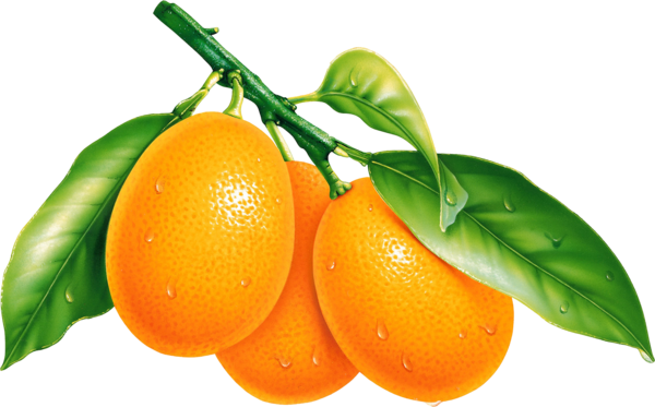Oranges with leaves on branch PNG