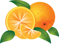 Oranges drawing PNG image