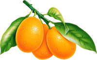 Naranja PNG