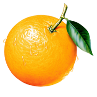 橙7