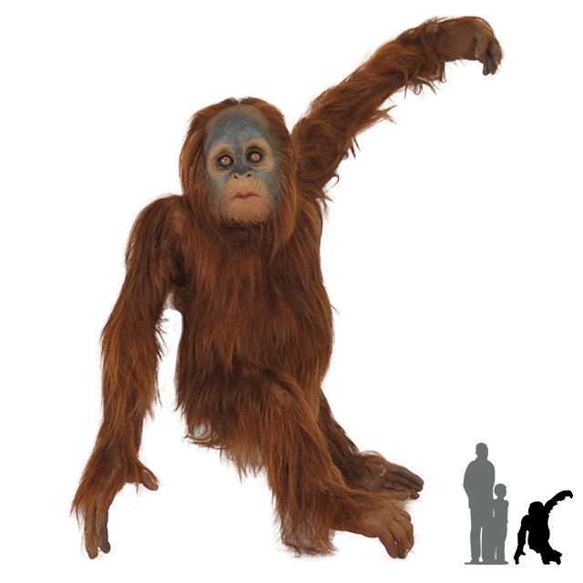 Orangutan PNG
