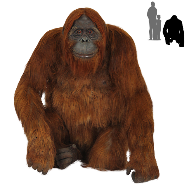 Orangutan PNG images Download