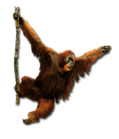 Орангутан PNG