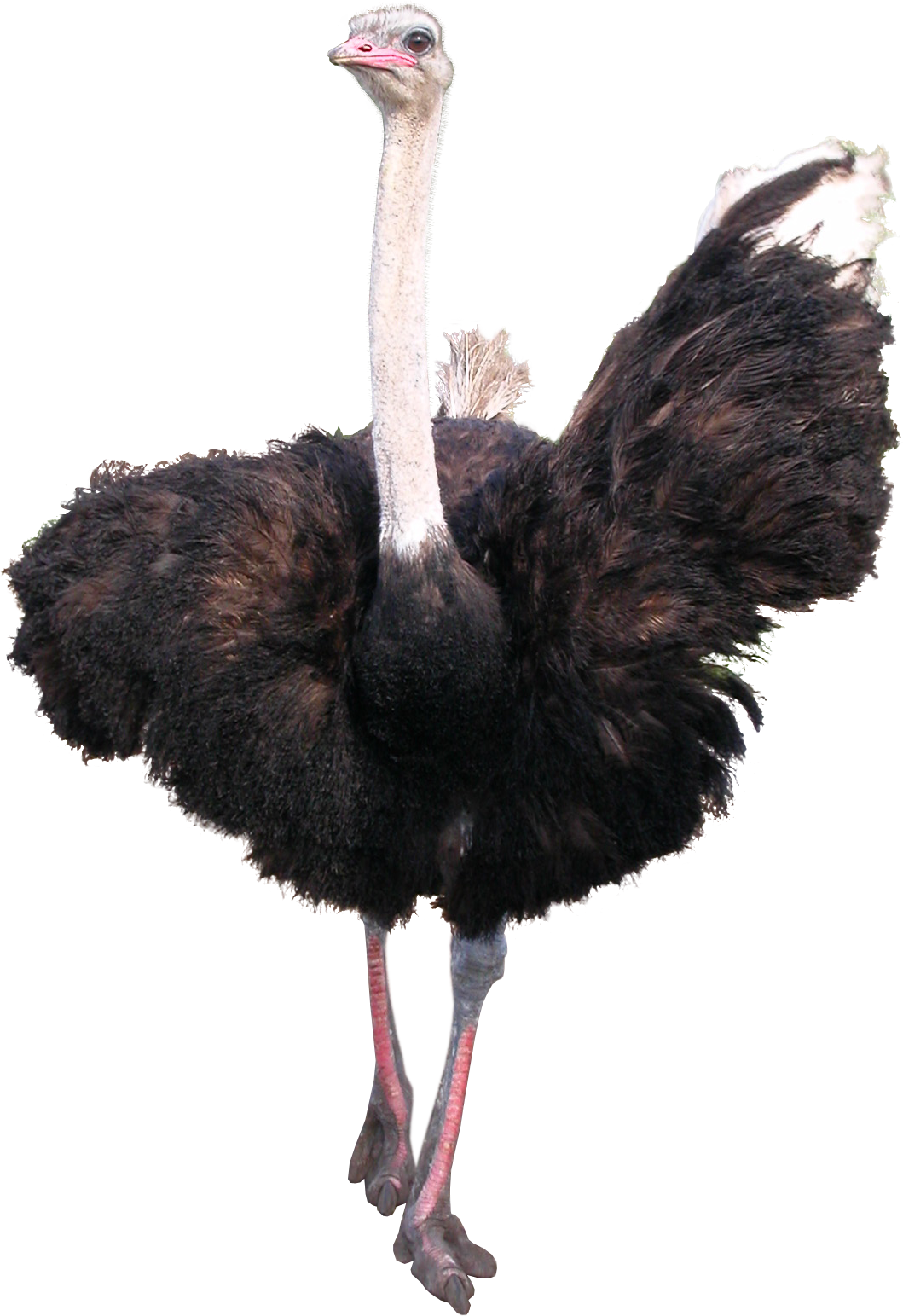 Ostrich PNG