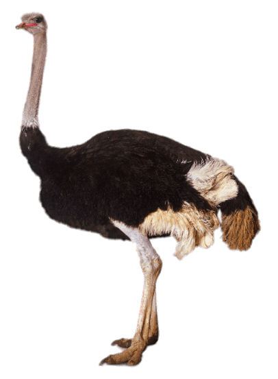 Ostrich PNG