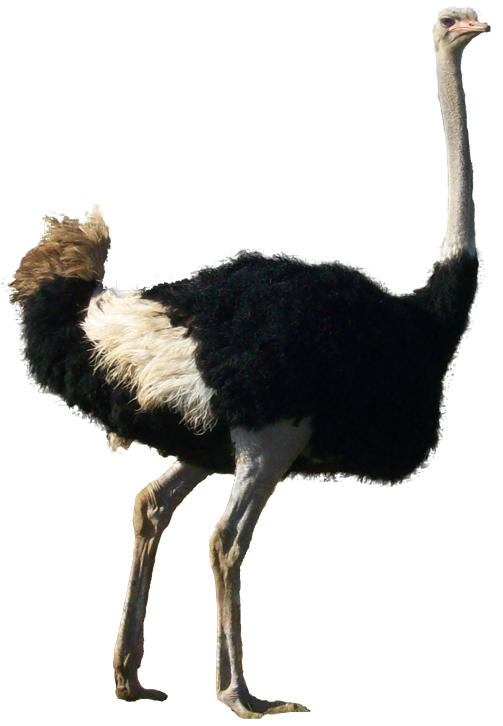 Ostrich PNG