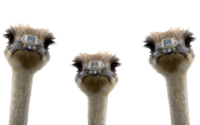 Ostrich PNG