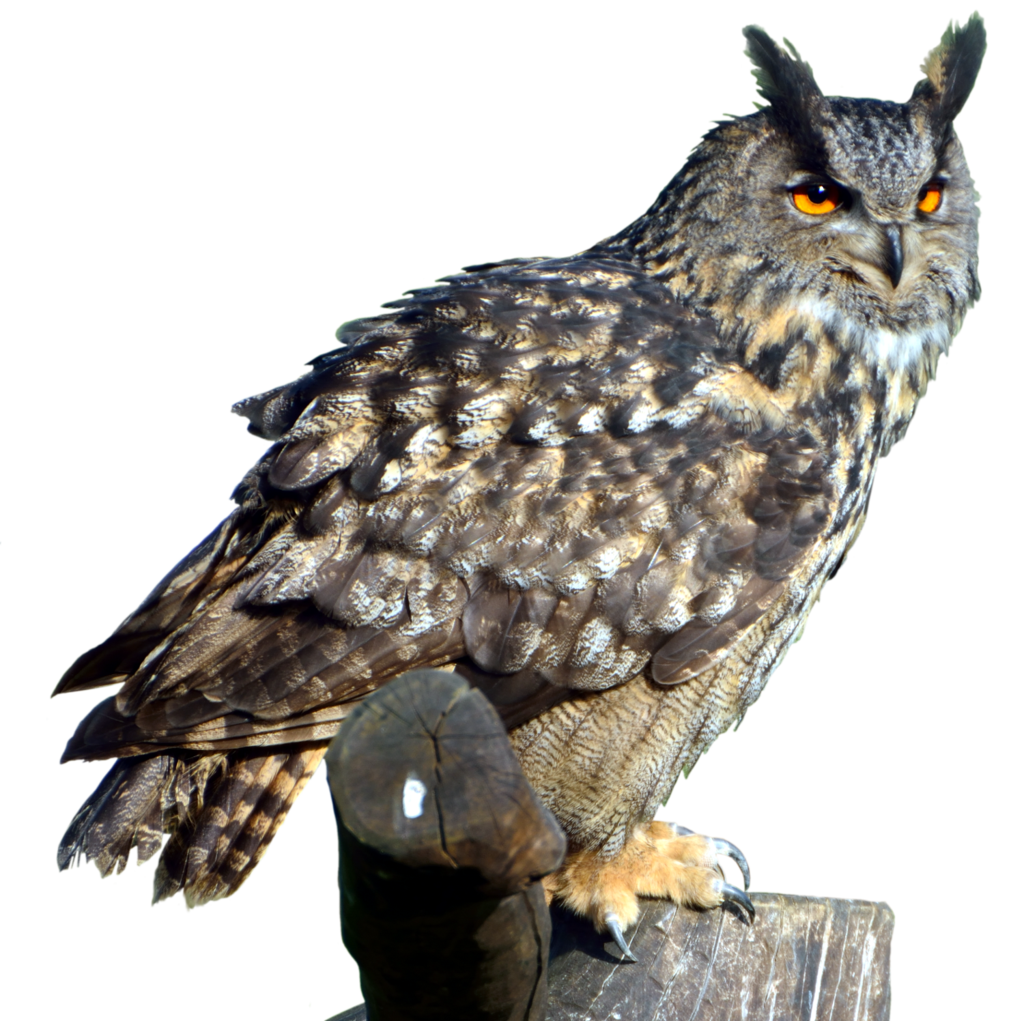 Owls PNG image free Download