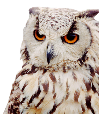 Owls PNG image free Download