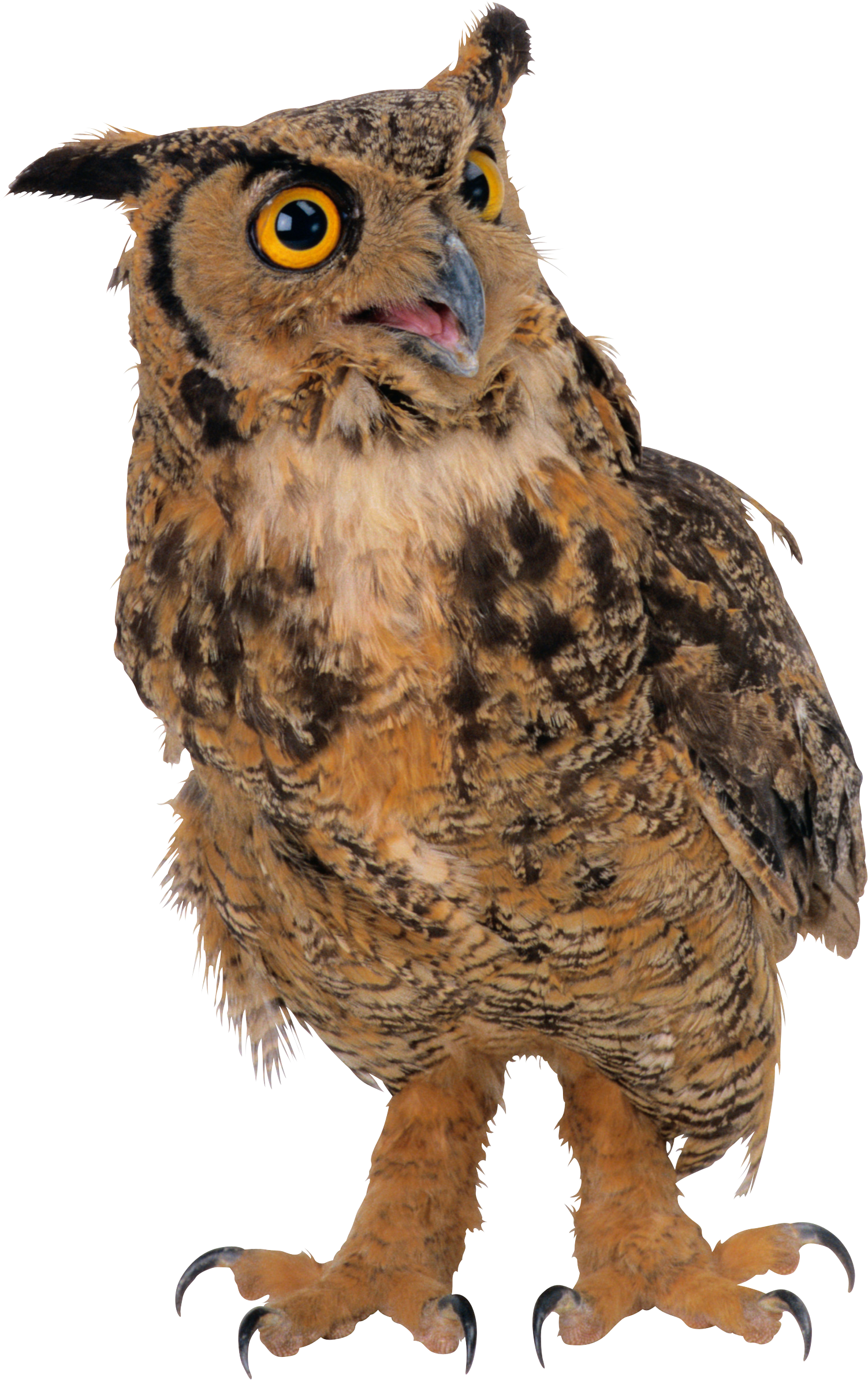 Owls PNG image free download - DWPNG.com