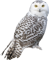 Owl PNG