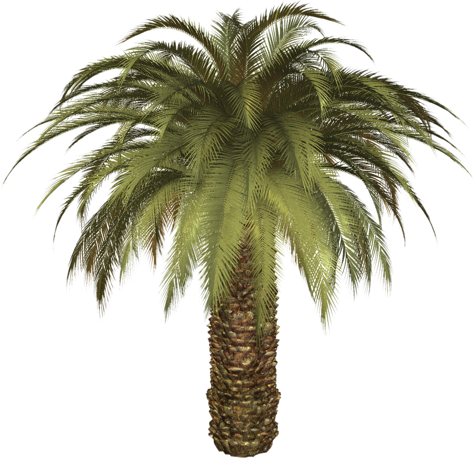 Palm tree PNG